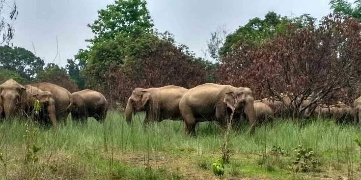 elephants