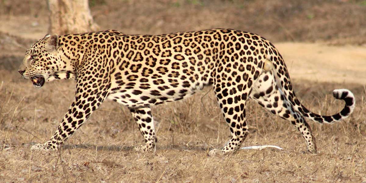 Leopard